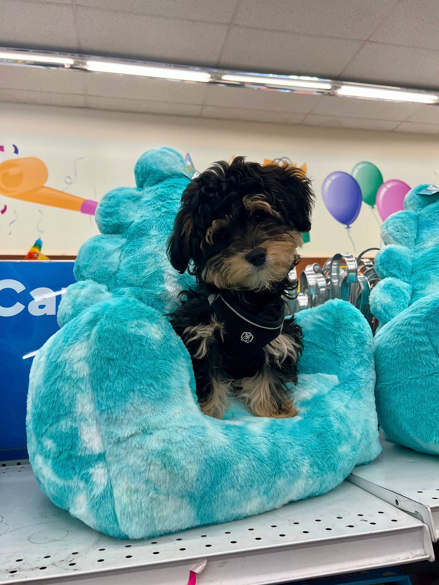 Kekoa joined the competition — help win amazing prizes! aqua, balloon, blue, canidae, carnivore, companion_dog, dog, dog_breed, dog_clothes, dog_supply, electric_blue, fun, fur, party_supply, plush, sporting_group, stuffed_toy, teddy_bear, toy, toy_dog