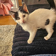 Oreo participe au concours pour gagner de l'argent avec cette photo : kitten, cat, black_and_white, domestic_cat, standing, curled_tail, blue_eyes, whiskers, fur, paws, ears, portrait, indoors, living_room, blanket, chair, rug, wooden_floor, sunlight, date_stamp