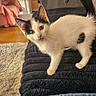 kitten, cat, black_and_white, domestic_cat, standing, curled_tail, blue_eyes, whiskers, fur, paws, ears, portrait, indoors, living_room, blanket, chair, rug, wooden_floor, sunlight, date_stamp