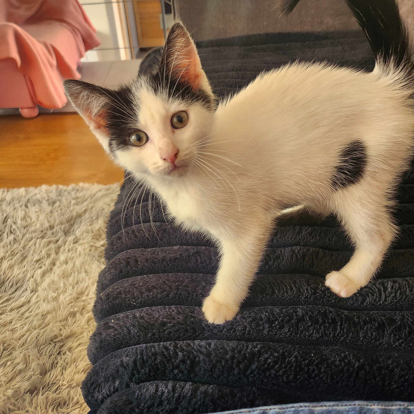 Oreo