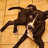 Blue participe au concours pour gagner de l'argent avec cette photo : dog, black_and_white, heterochromia, mismatched_eyes, lying_down, tile_floor, indoor, portrait, pet, canine, short_hair, white_chest, white_stripe, floppy_ears, long_legs, tail, relaxed, staring, close_up, warm_lighting