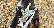 Blue participe au concours pour gagner de l'argent avec cette photo : dog, puppy, black_and_white, heterochromia, blue_eye, brown_eye, striped_harness, leash, paw_shake, human_hand, outdoor, path, fallen_leaves, ground, portrait, sitting, pointed_ears, short_fur, pet, cute