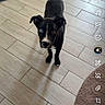 Blue a rejoint le concours — aidez-le/la à gagner de superbes lots ! dog, puppy, black_and_white, standing, looking_at_camera, indoor, home, tile_floor, rug, pet_bed, cute, curious, short_hair, white_chest, white_paws, portrait, smartphone_screenshot, social_media, snapchat_interface, household
