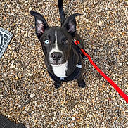 Blue participe au concours pour gagner de l'argent avec cette photo : dog, puppy, black_and_white, heterochromia, blue_eye, brown_eye, pointy_ears, sitting, leash, red_leash, harness, outdoor, patio, pebbles, gravel, wall, solar_light, cute, pet, portrait