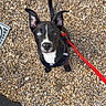 dog, puppy, black_and_white, heterochromia, blue_eye, brown_eye, pointy_ears, sitting, leash, red_leash, harness, outdoor, patio, pebbles, gravel, wall, solar_light, cute, pet, portrait