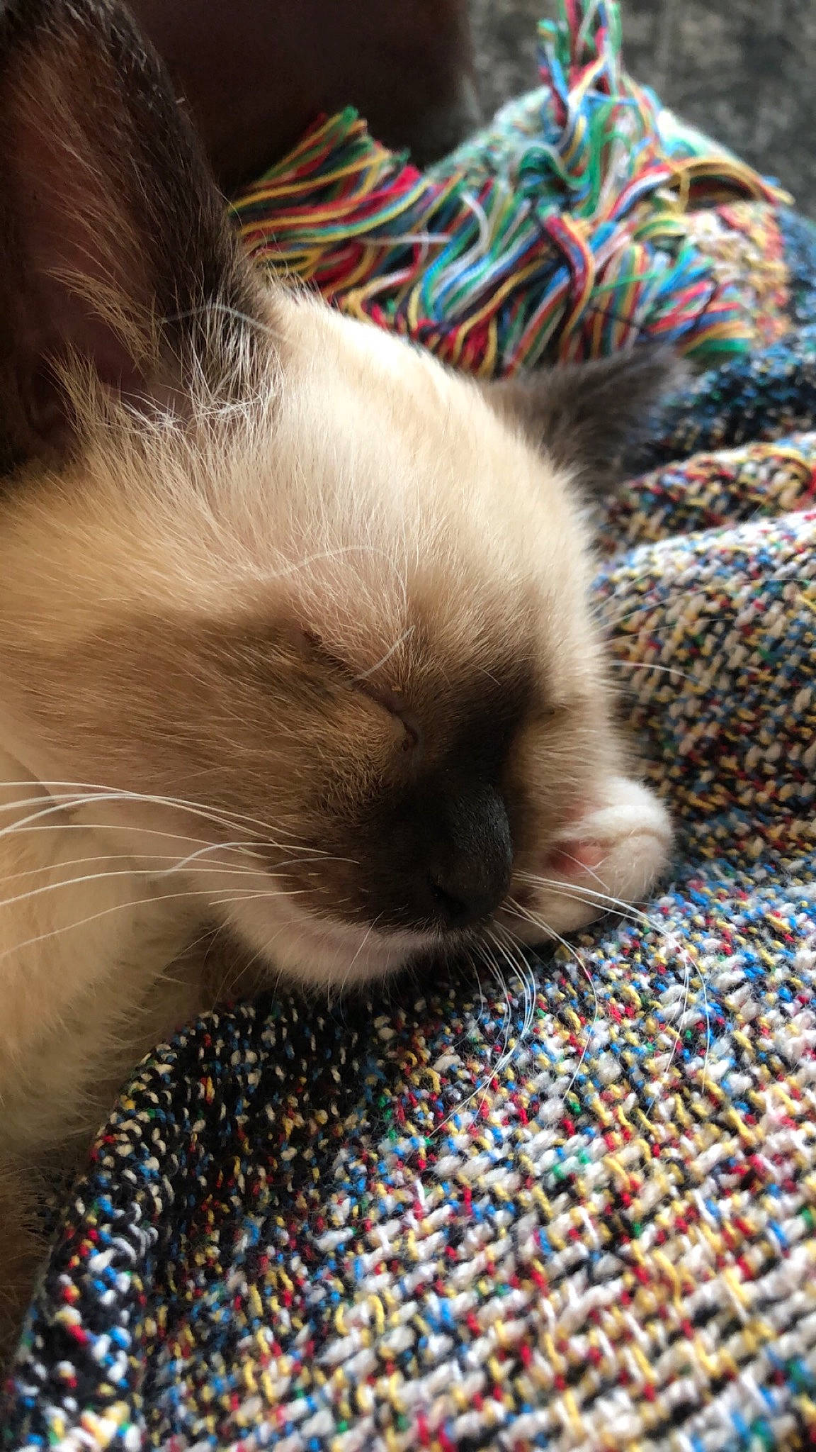Alfred joined the competition — help win amazing prizes! balinese, birman, carnivore, cat, claw, fawn, felidae, fur, nap, paw, ragdoll, small_to_medium_sized_cats, whiskers