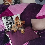Poupouns participe au concours pour gagner de l'argent avec cette photo : animal, blanket, colorful, comfort, couch, cute, decor, dog, dog_print, fabric, home, indoor, living_room, pet, pillow, plush, purple, relaxing, small_dog, zebra_print