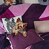 animal, blanket, colorful, comfort, couch, cute, decor, dog, dog_print, fabric, home, indoor, living_room, pet, pillow, plush, purple, relaxing, small_dog, zebra_print