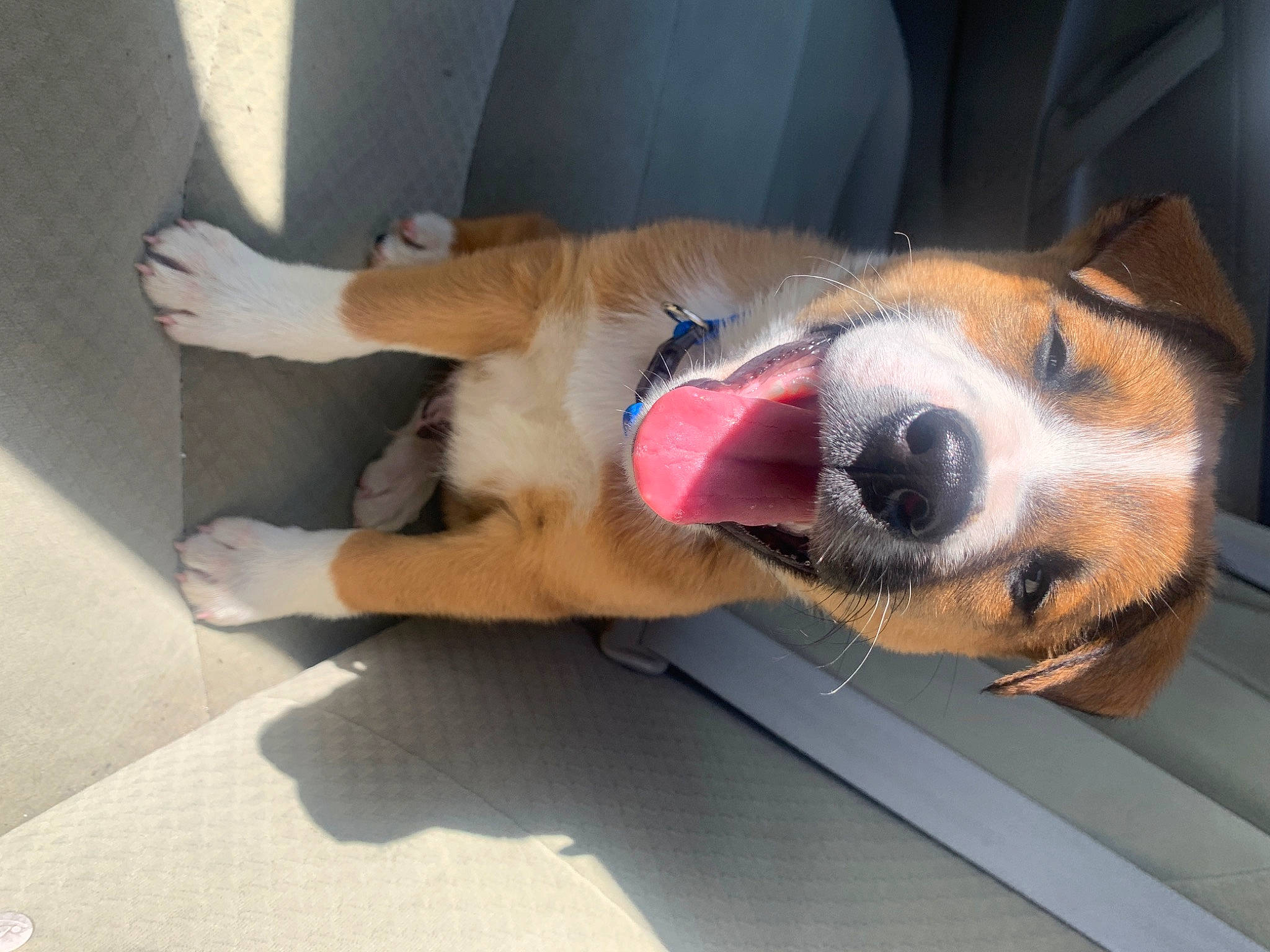 Jack is registered to the contest to win money with this photo: canidae, carnivore, collar, comfort, companion_dog, dog, dog_bed, dog_breed, dog_supply, fawn, flooring, fur, nap, non_sporting_group, paw, snout, sporting_group, tail, whiskers, working_animal