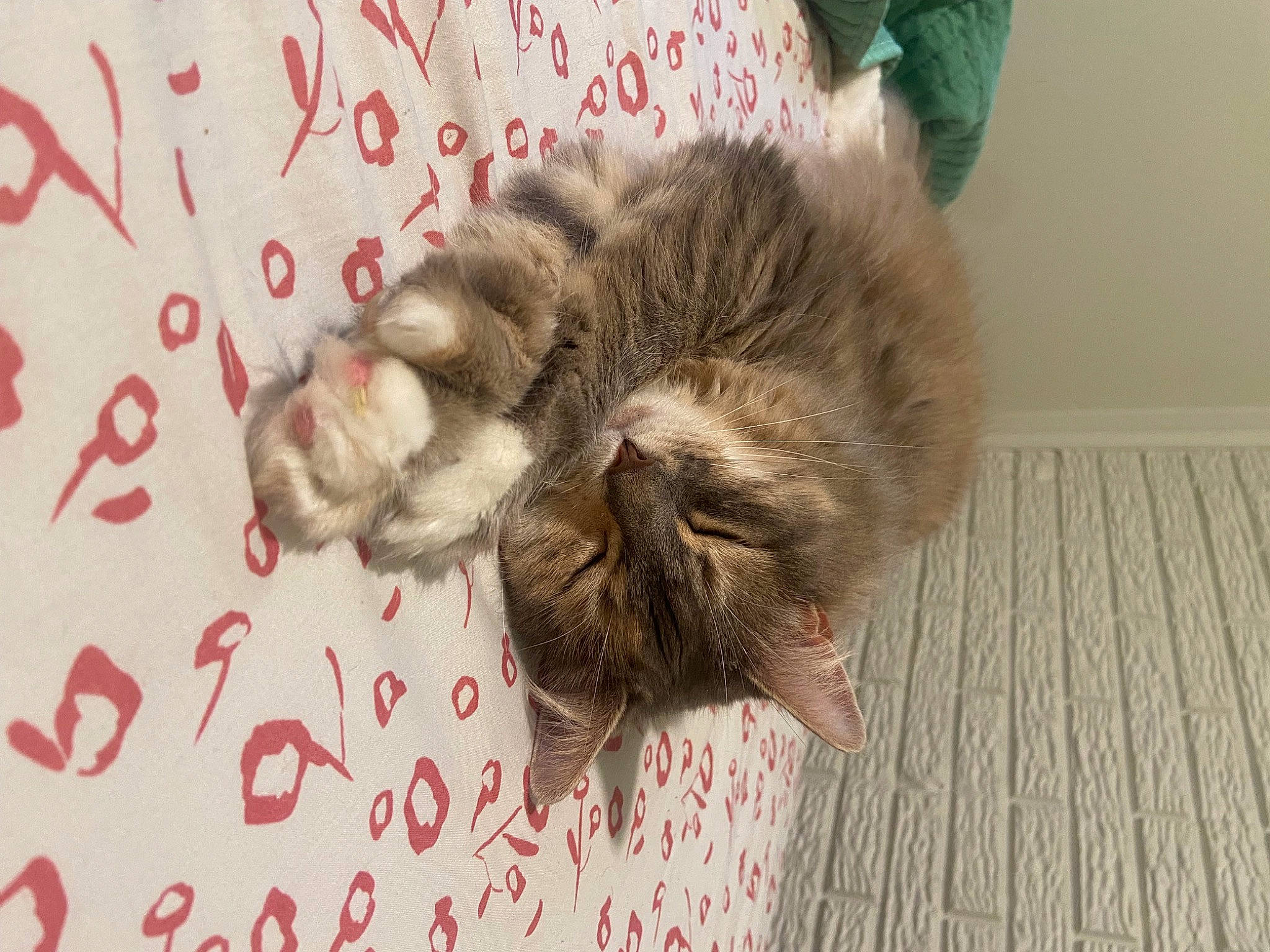 Stella joined the competition — help win amazing prizes! british_longhair, carnivore, cat, claw, comfort, companion_dog, dog_breed, domestic_short_haired_cat, fawn, felidae, flooring, fur, hardwood, liver, nap, paw, small_to_medium_sized_cats, tail, whiskers, wood