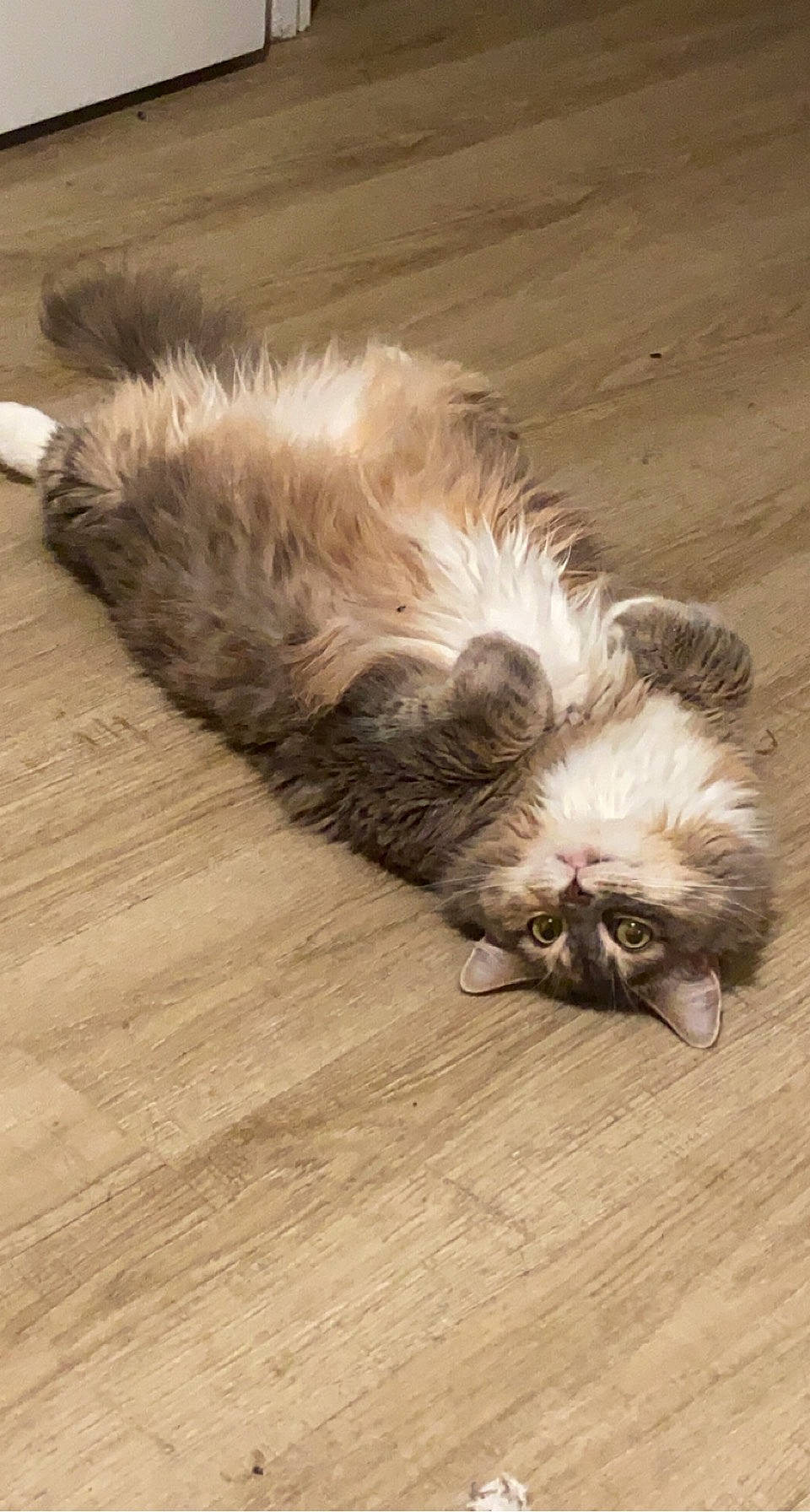 Stella joined the competition — help win amazing prizes! british_longhair, carnivore, cat, comfort, companion_dog, dog_breed, fawn, felidae, flooring, fur, hardwood, laminate_flooring, liver, paw, small_to_medium_sized_cats, snout, tail, terrestrial_animal, whiskers, wood