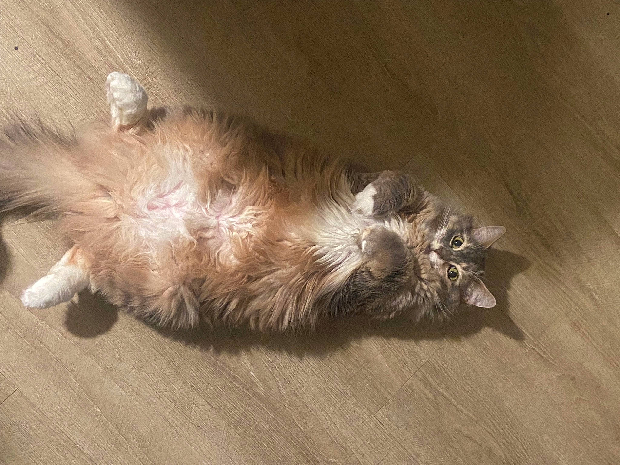 Stella joined the competition — help win amazing prizes! carnivore, cat, claw, comfort, dog_breed, domestic_short_haired_cat, fawn, felidae, flooring, fur, hardwood, liver, paw, small_to_medium_sized_cats, tail, terrestrial_animal, whiskers, wood