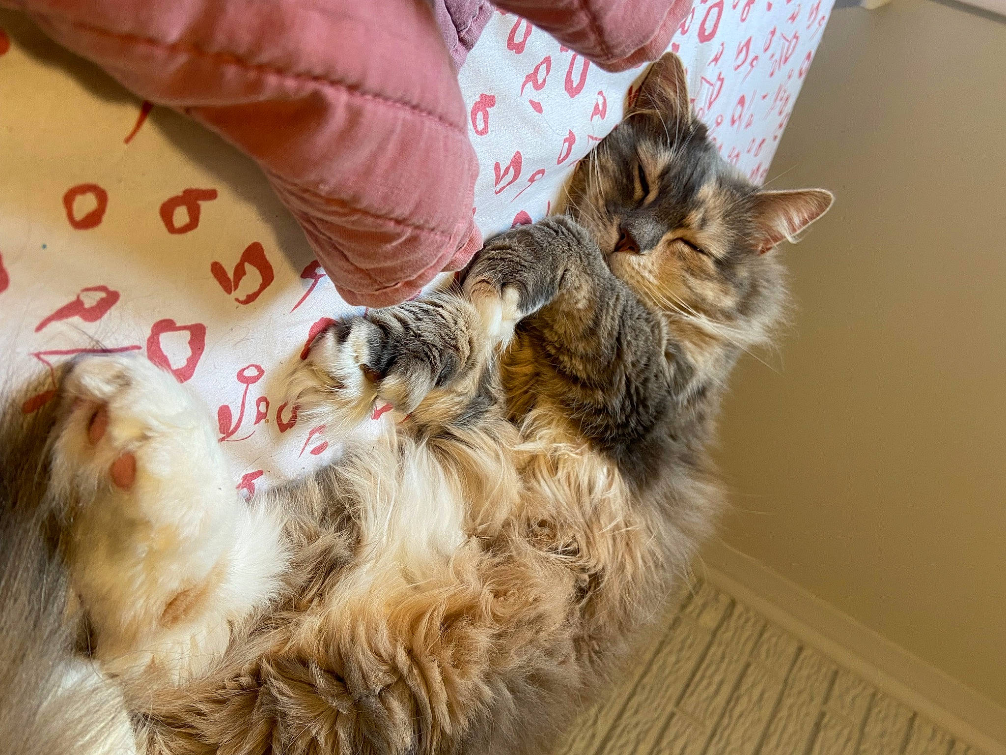 Stella joined the competition — help win amazing prizes! carnivore, cat, claw, comfort, companion_dog, domestic_short_haired_cat, felidae, fur, maine_coon, paw, small_to_medium_sized_cats, tail, whiskers