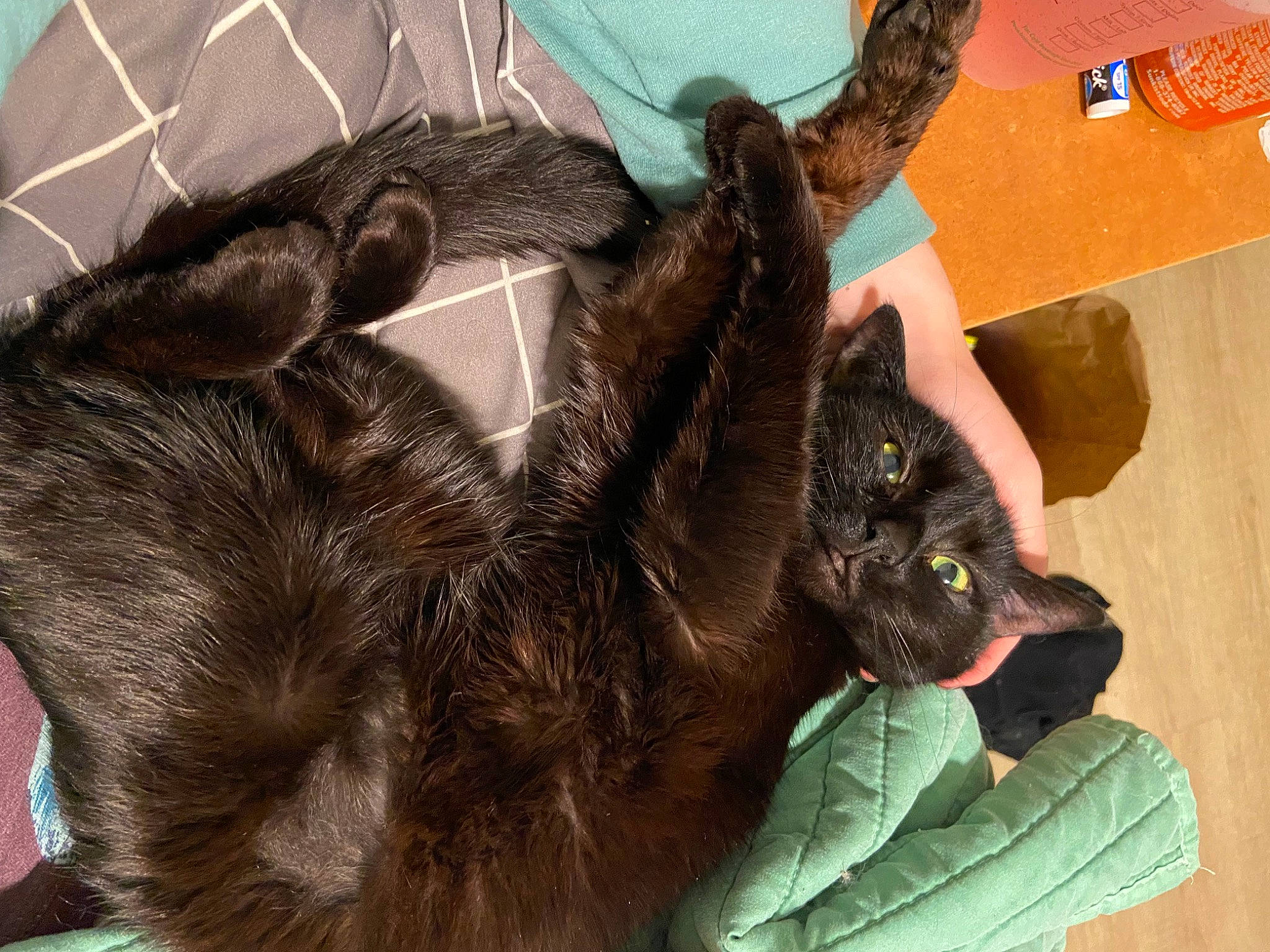 Dinah joined the competition — help win amazing prizes! black_cat, bombay, carnivore, cat, cat_bed, cat_supply, claw, comfort, dog_breed, domestic_short_haired_cat, fawn, felidae, fur, liver, pet_supply, small_to_medium_sized_cats, sporting_group, tail, terrestrial_animal, whiskers