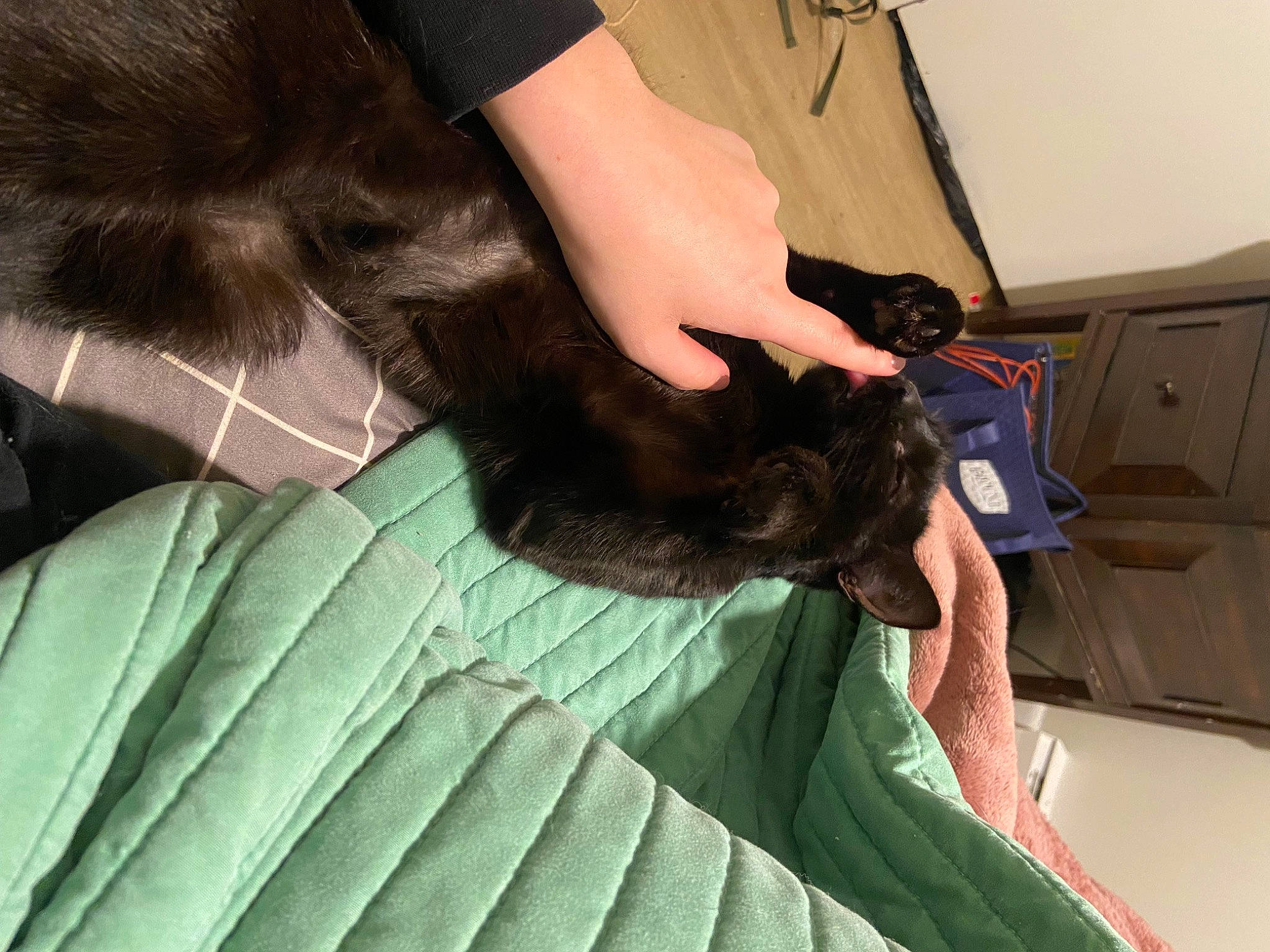 Dinah is registered to the contest to win money with this photo: carnivore, comfort, companion_dog, dog_breed, elbow, felidae, finger, gesture, hand, human_leg, knee, leg, long_hair, mammal, nail, small_to_medium_sized_cats, sporting_group, thigh, vertebrate, wrist