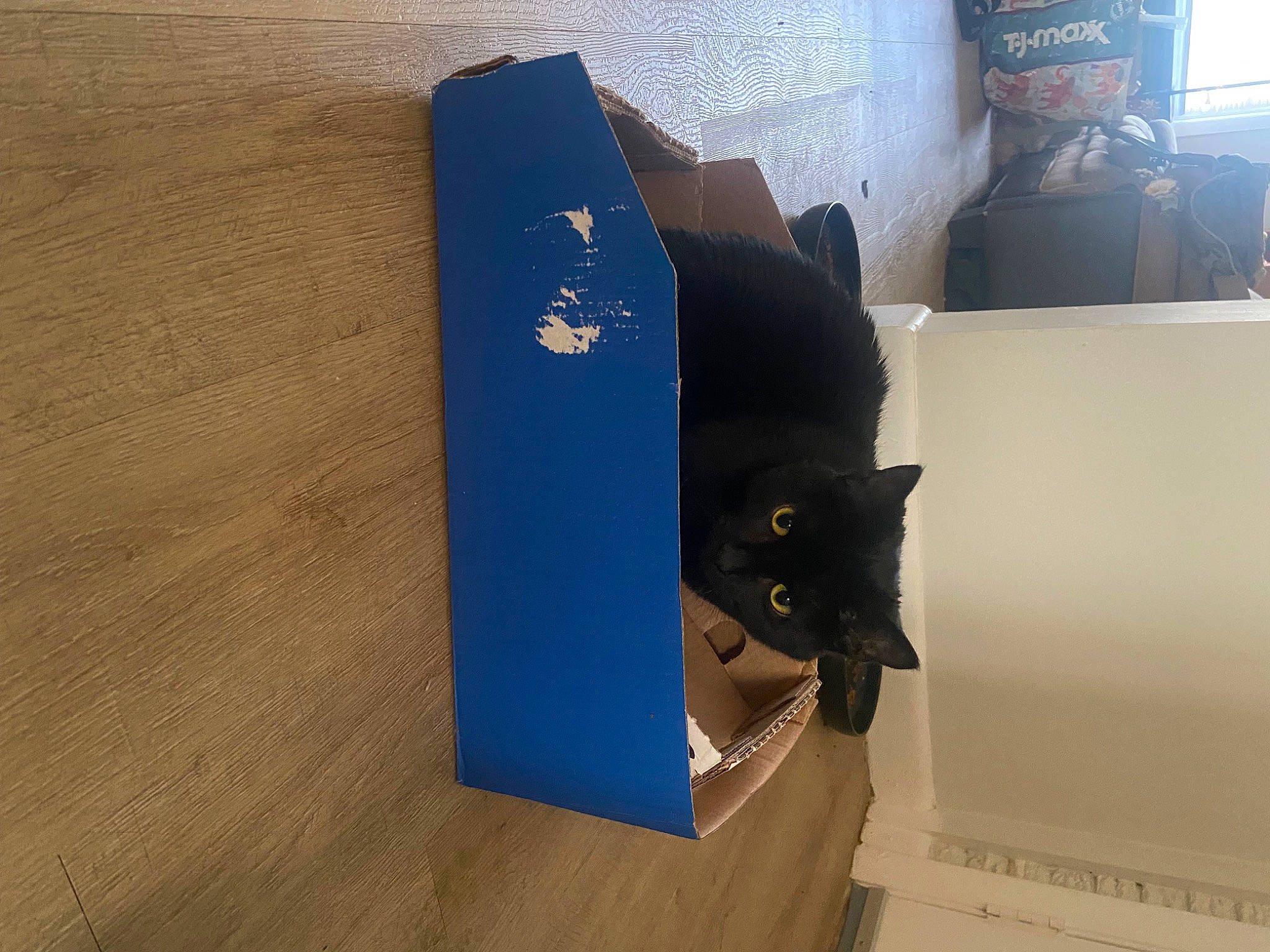 Dinah is registered to the contest to win money with this photo: black_cat, box, carnivore, carton, cat, electric_blue, felidae, floor, flooring, gadget, hardwood, packaging_and_labeling, paper_product, plywood, rectangle, room, small_to_medium_sized_cats, tail, whiskers, wood