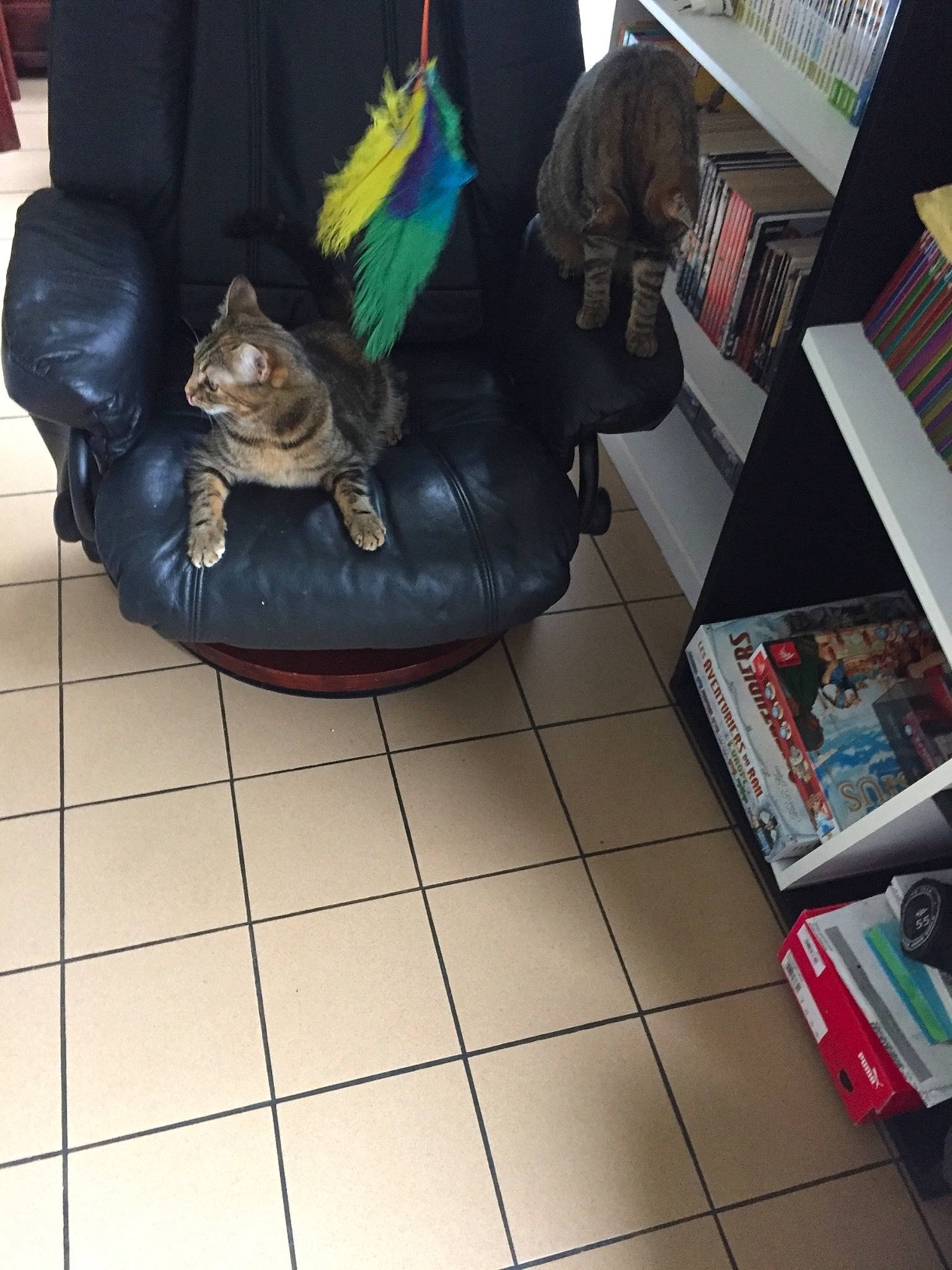 Dina participe au concours pour gagner de l'argent avec cette photo : cat, chair, felidae, floor, flooring, furniture, shoe, sitting, small_to_medium_sized_cats, tile
