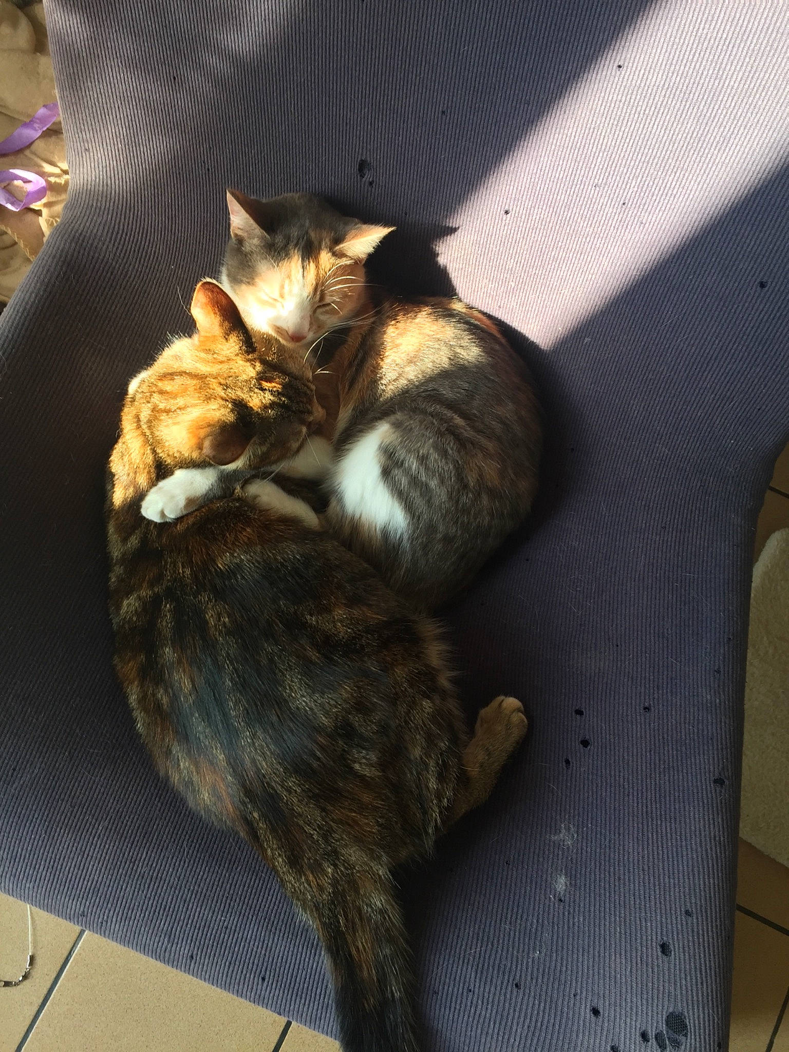 Dina a rejoint le concours — aidez-le/la à gagner de superbes lots ! asian, carnivore, cat, claw, domestic_short_haired_cat, dragon_li, european_shorthair, felidae, fur, german_rex, small_to_medium_sized_cats, tabby_cat, tail, whiskers