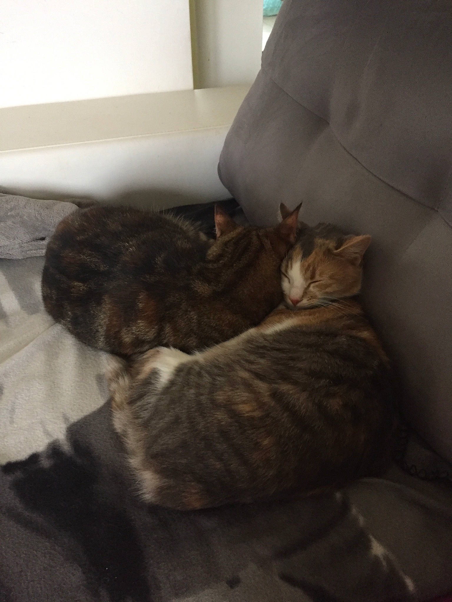 Lilo participe au concours pour gagner de l'argent avec cette photo : bed, carnivore, cat, comfort, domestic_short_haired_cat, ear, european_shorthair, felidae, fur, furniture, kitten, leg, nap, sleep, small_to_medium_sized_cats, tabby_cat, whiskers