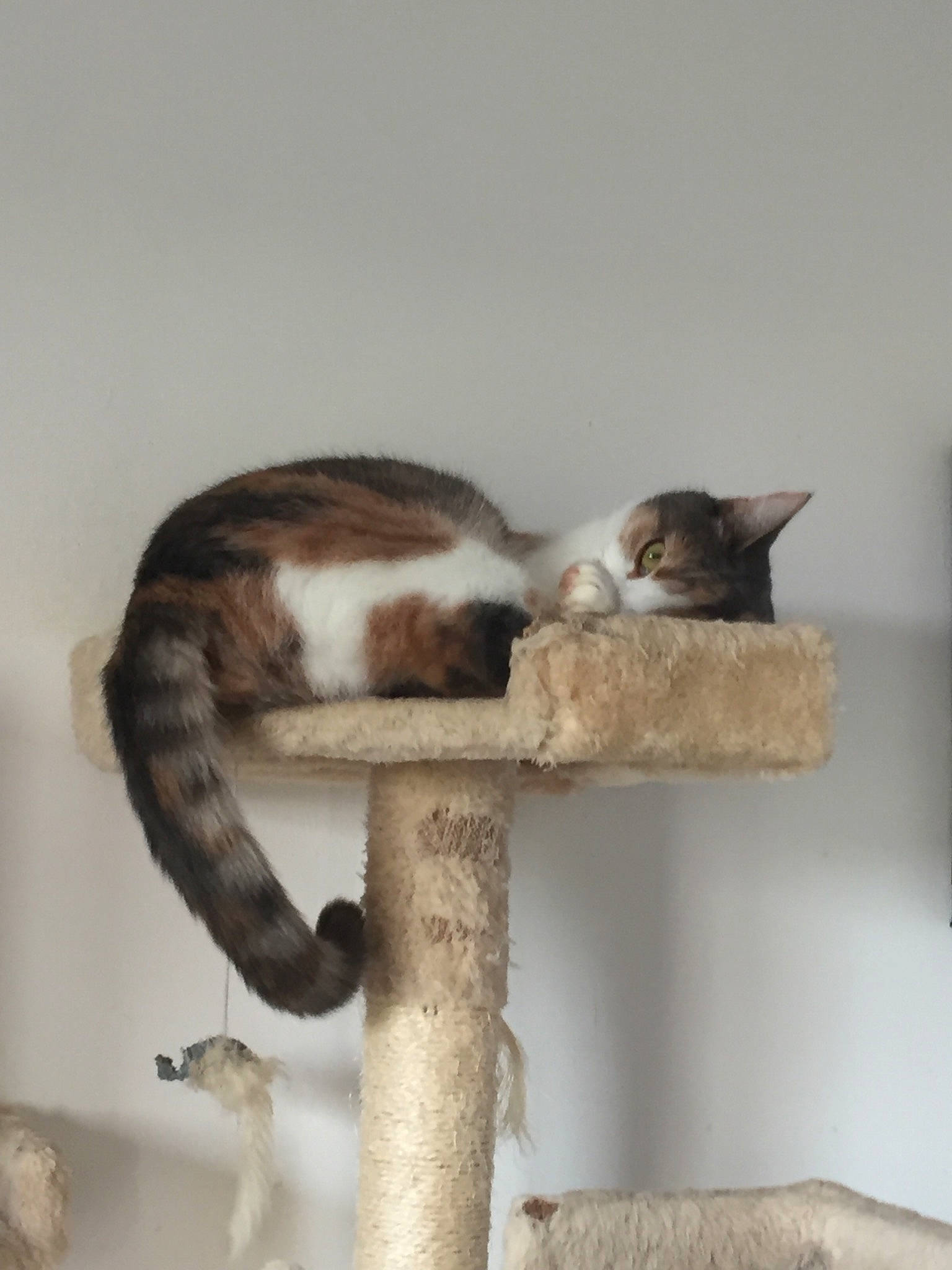 Lilo participe au concours pour gagner de l'argent avec cette photo : aegean_cat, carnivore, cat, cat_bed, cat_furniture, domestic_short_haired_cat, european_shorthair, felidae, kitten, small_to_medium_sized_cats, tail, whiskers