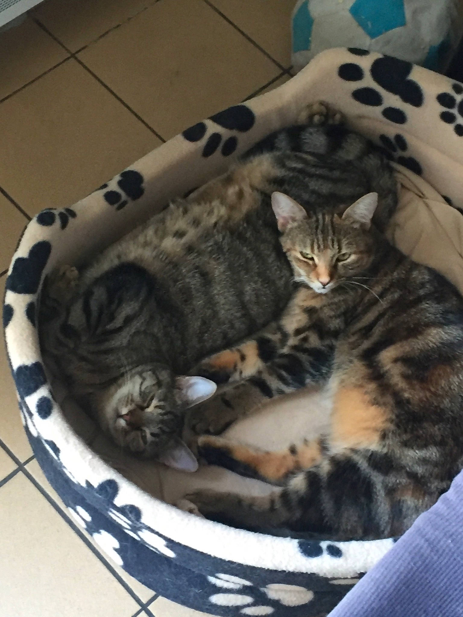 Tigrette participe au concours pour gagner de l'argent avec cette photo : american_shorthair, asian, bengal, california_spangled, carnivore, cat, cat_bed, domestic_short_haired_cat, dragon_li, egyptian_mau, european_shorthair, felidae, kitten, mammal, ocicat, small_to_medium_sized_cats, tabby_cat, toyger, whiskers