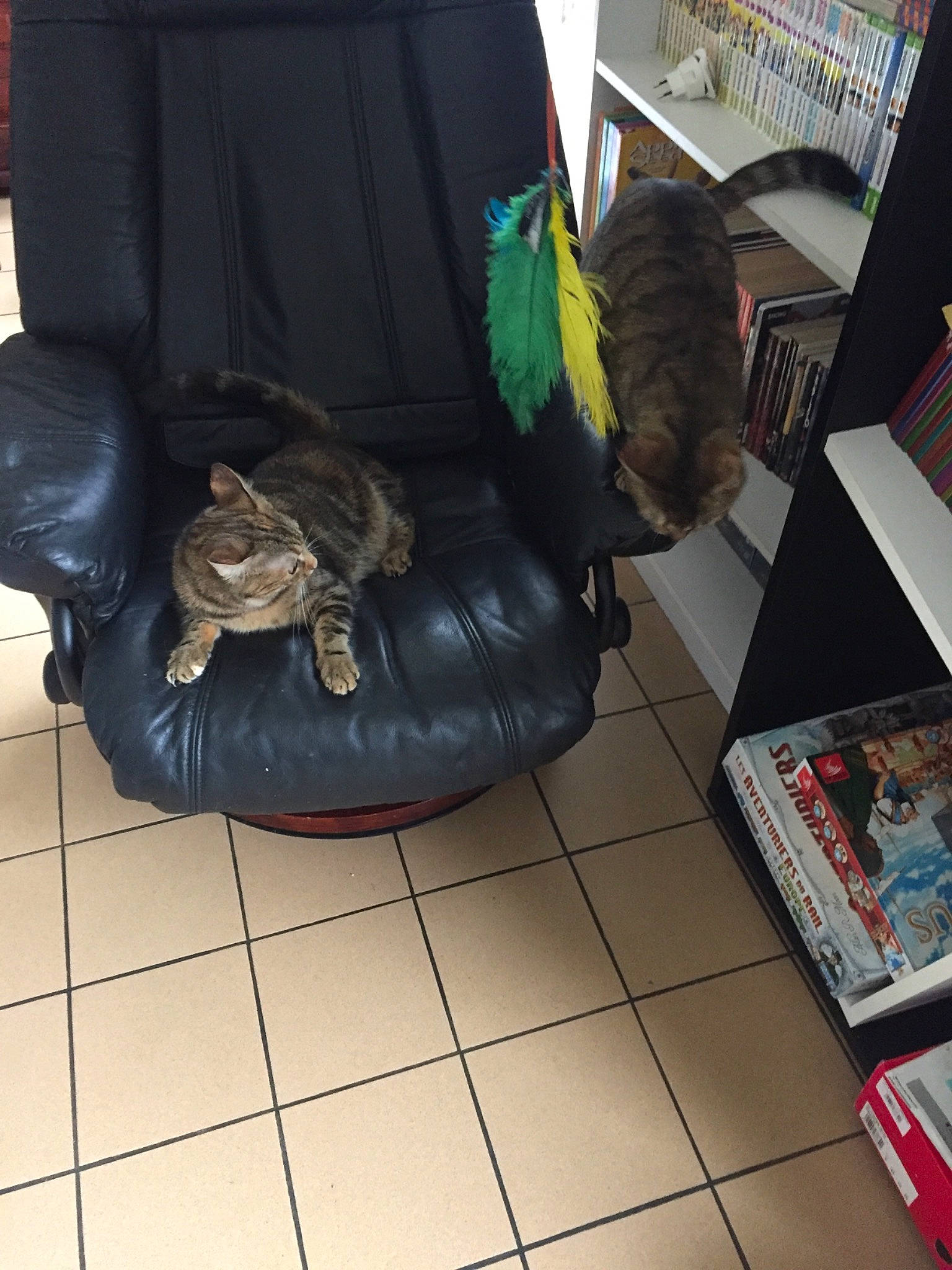 Tigrette participe au concours pour gagner de l'argent avec cette photo : chair, companion_dog, couch, floor, flooring, furniture, leg, recliner, room, tile