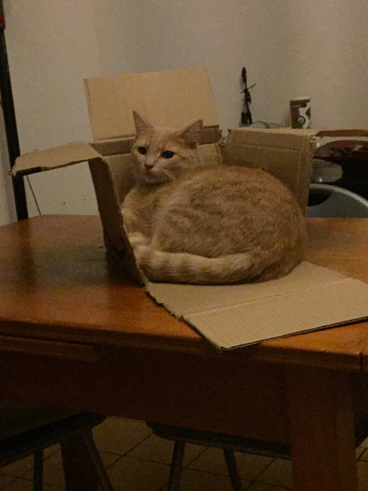 Rouki a rejoint le concours — aidez-le/la à gagner de superbes lots ! asian, burmilla, carnivore, cat, chair, domestic_short_haired_cat, european_shorthair, felidae, furniture, room, small_to_medium_sized_cats, table, whiskers