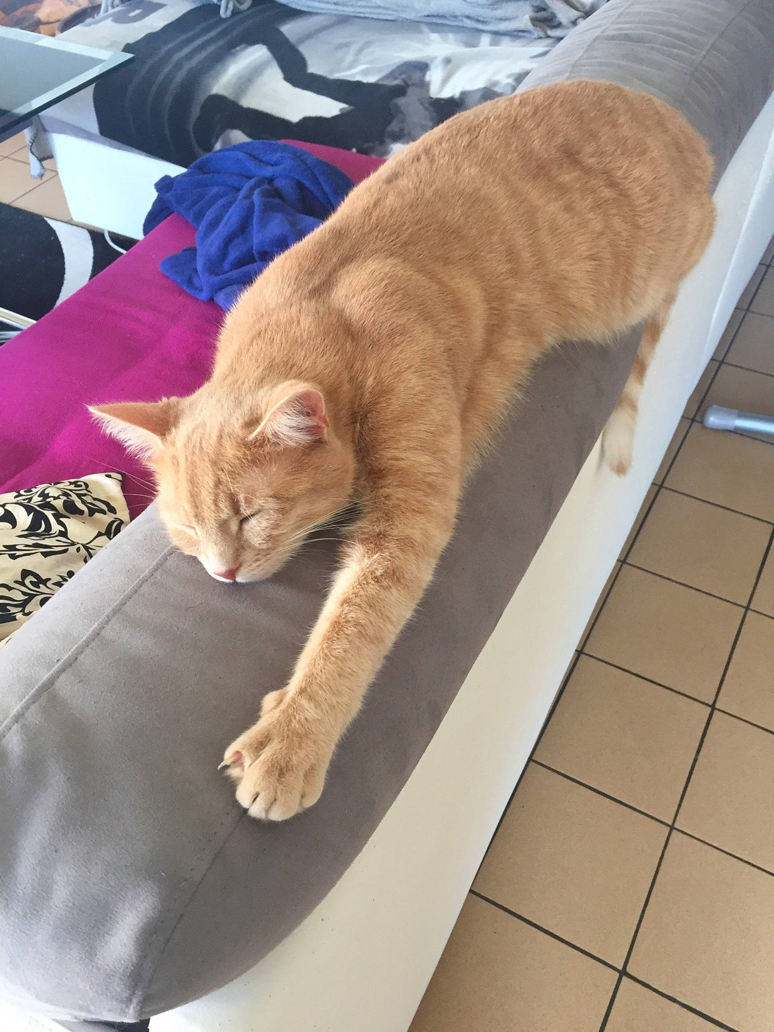 Rouki participe au concours pour gagner de l'argent avec cette photo : british_shorthair, carnivore, cat, domestic_short_haired_cat, european_shorthair, fawn, felidae, leg, sand, small_to_medium_sized_cats, tail, whiskers