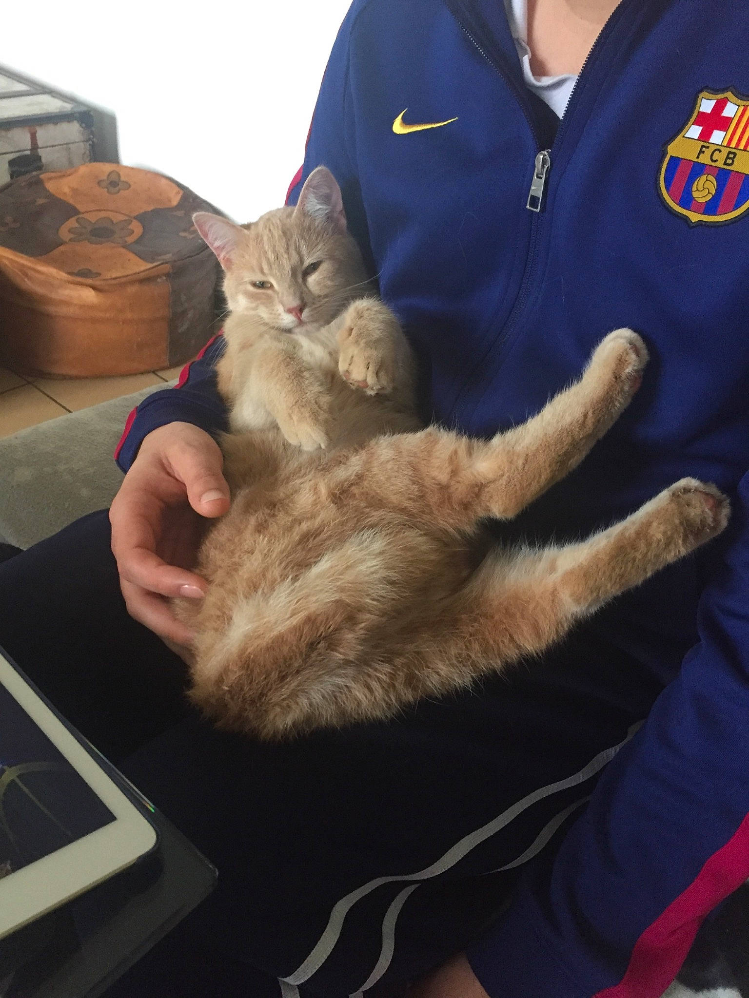 Rouki participe au concours pour gagner de l'argent avec cette photo : asian, carnivore, cat, claw, domestic_short_haired_cat, european_shorthair, felidae, fur, gesture, hand, leg, paw, polydactyl_cat, small_to_medium_sized_cats, whiskers