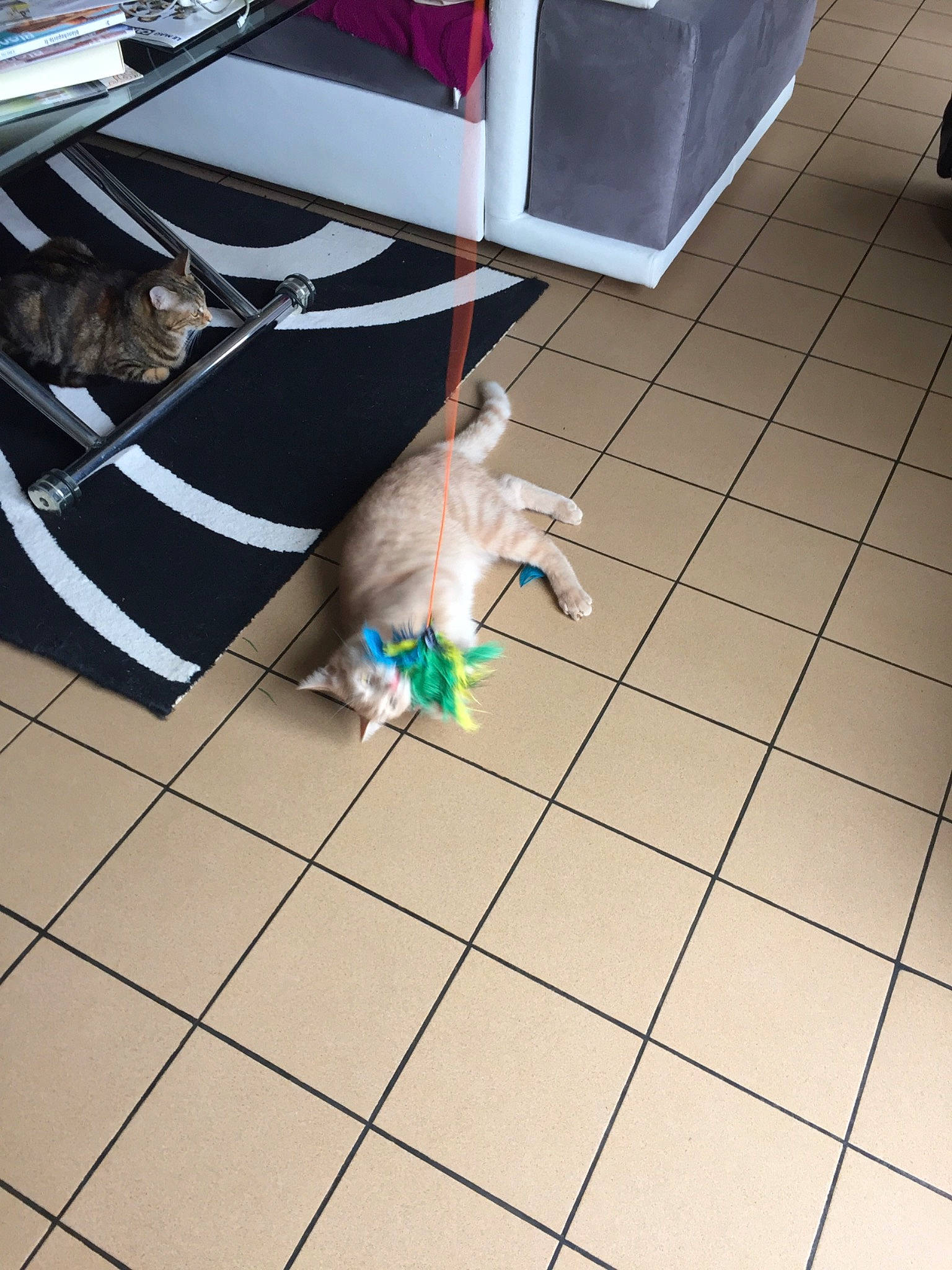 Rouki participe au concours pour gagner de l'argent avec cette photo : canidae, carnivore, cat, fawn, felidae, floor, flooring, leg, small_to_medium_sized_cats, tail, tile