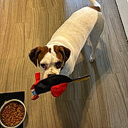 Mika is registered to the contest to win money with this photo: dog, toy, plush_toy, floor, wooden_floor, pet_food, food_bowl, indoor, playful, white_dog, brown_spots, tail, ears, pet, looking_up, domestic_animal, animal, kitchen_floor, pet_accessory, canine