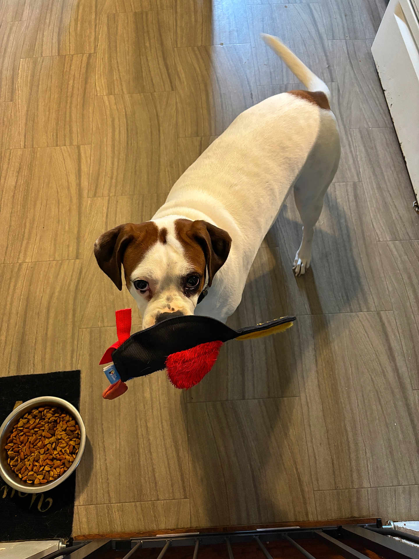 Mika is registered to the contest to win money with this photo: dog, toy, plush_toy, floor, wooden_floor, pet_food, food_bowl, indoor, playful, white_dog, brown_spots, tail, ears, pet, looking_up, domestic_animal, animal, kitchen_floor, pet_accessory, canine