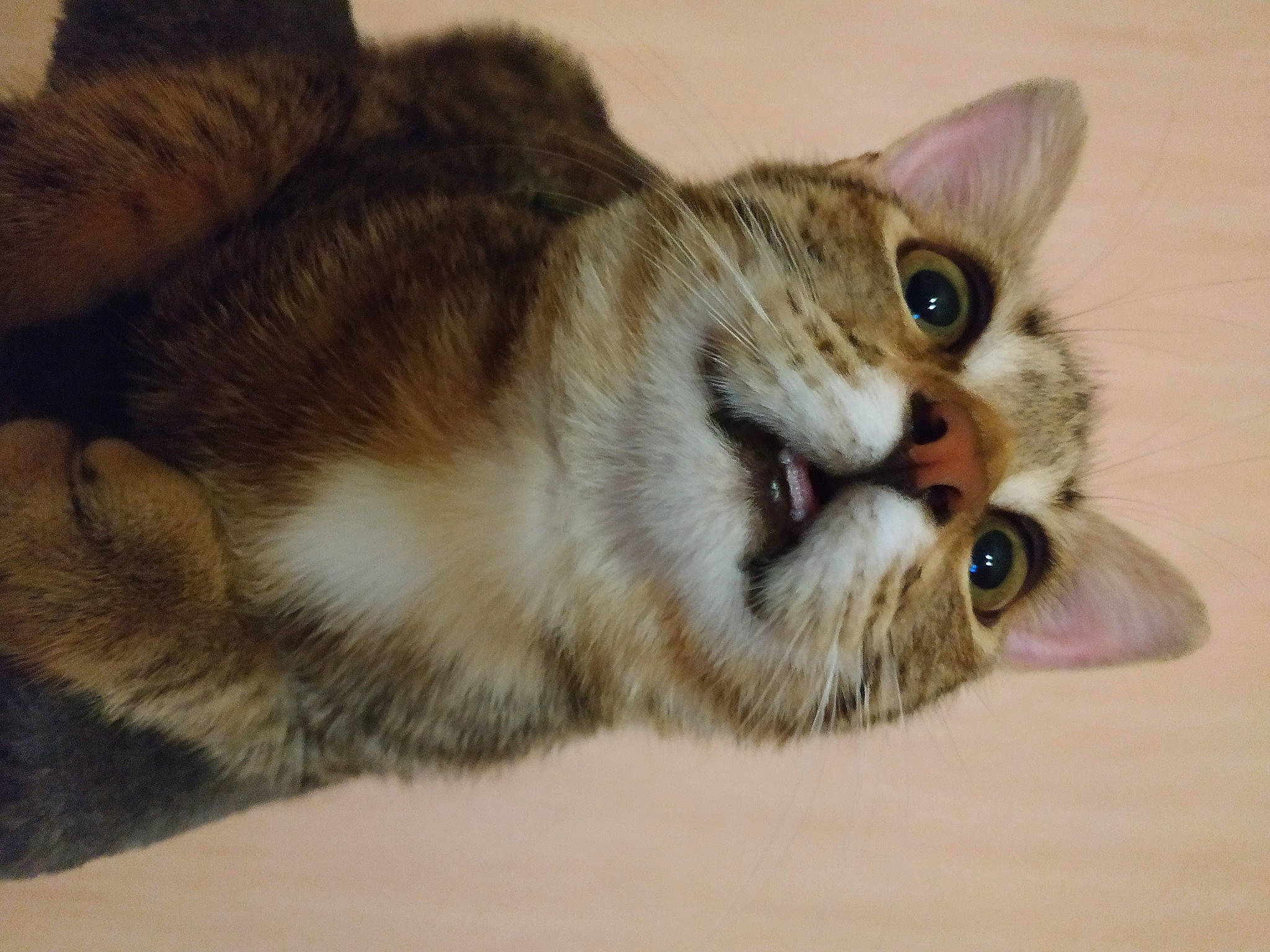 Grisou participe au concours pour gagner de l'argent avec cette photo : aegean_cat, american_shorthair, american_wirehair, asian, australian_mist, carnivore, cat, domestic_short_haired_cat, dragon_li, european_shorthair, fawn, felidae, kitten, mammal, paw, small_to_medium_sized_cats, snout, tabby_cat, toyger, whiskers