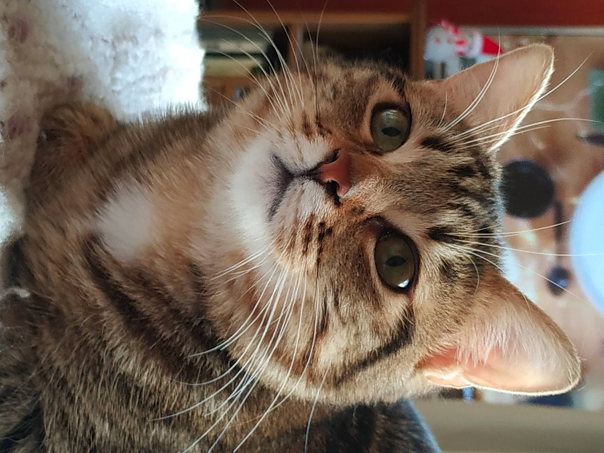 Grisou a rejoint le concours — aidez-le/la à gagner de superbes lots ! carnivore, cat, claw, collar, domestic_short_haired_cat, fawn, felidae, fur, iris, pet_supply, skin, small_to_medium_sized_cats, snout, tabby_cat, terrestrial_animal, tongue, tooth, vertebrate, whiskers