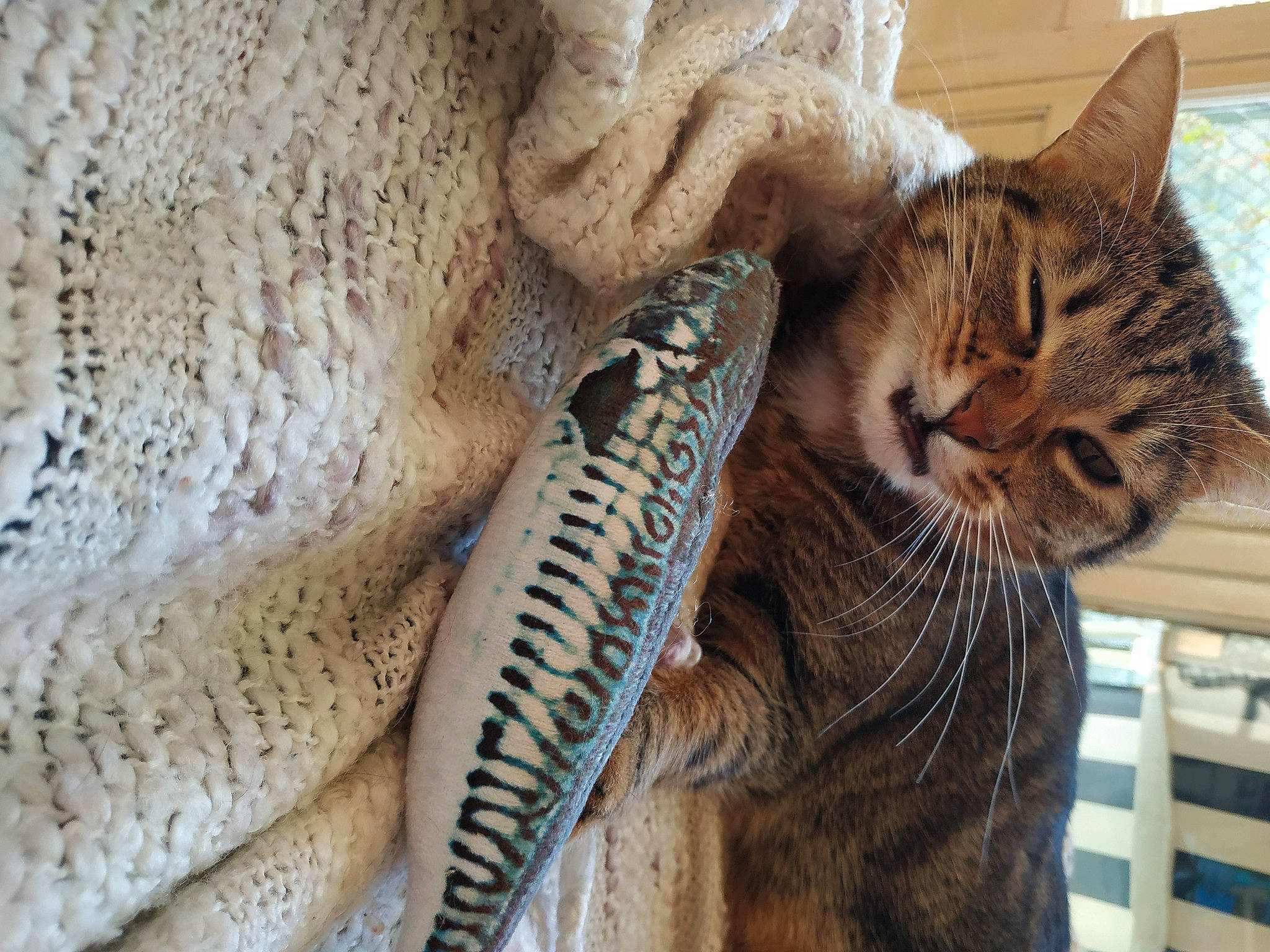 Grisou a rejoint le concours — aidez-le/la à gagner de superbes lots ! carnivore, cat, claw, close_up, domestic_short_haired_cat, eye, felidae, fur, pattern, rope, small_to_medium_sized_cats, snout, tail, terrestrial_animal, tree, whiskers, wildlife, window, wood