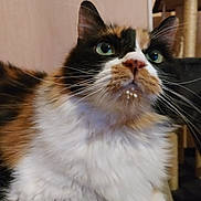 Pitou a rejoint le concours — aidez-le/la à gagner de superbes lots ! cat, calico_cat, longhaired_cat, pet, animal, feline, green_eyes, whiskers, fluffy, fur, white_fur, orange_fur, black_fur, portrait, close_up, indoors, home, sitting, looking_at_camera, funny_expression