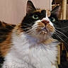 cat, calico_cat, longhaired_cat, pet, animal, feline, green_eyes, whiskers, fluffy, fur, white_fur, orange_fur, black_fur, portrait, close_up, indoors, home, sitting, looking_at_camera, funny_expression