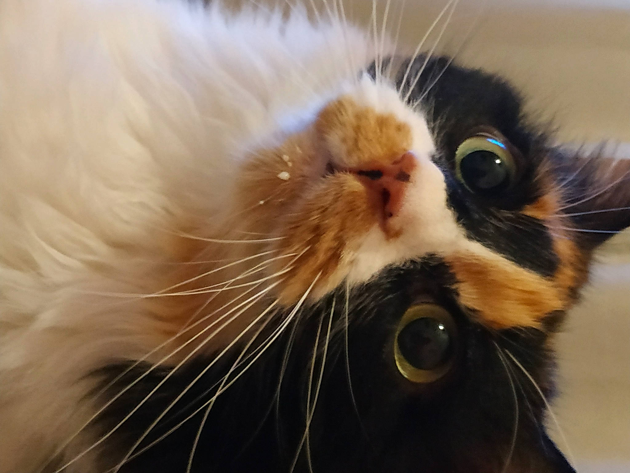 Pitou participe au concours pour gagner de l'argent avec cette photo : black_cat, carnivore, cat, claw, close_up, domestic_short_haired_cat, ear, fawn, felidae, fur, macro_photography, nose, paw, small_to_medium_sized_cats, snout, tail, whiskers