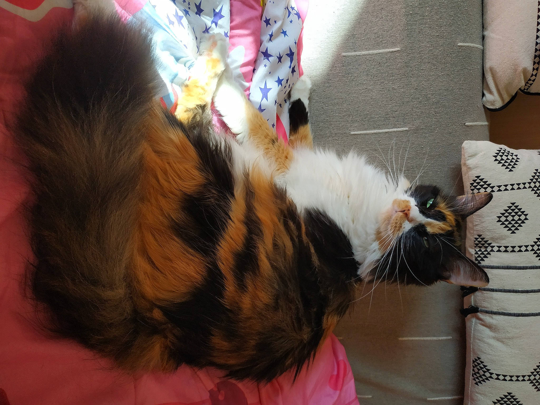 Pitou a rejoint le concours — aidez-le/la à gagner de superbes lots ! carnivore, cat, ear, felidae, fur, small_to_medium_sized_cats, tail, whiskers