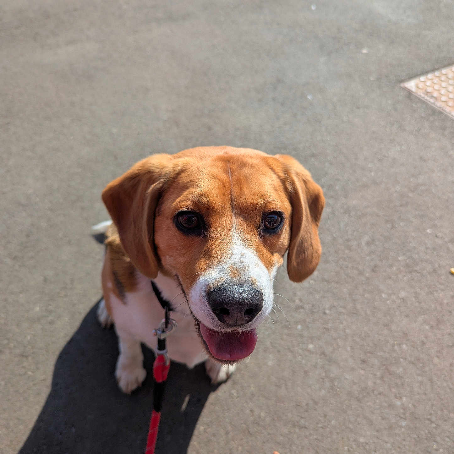 Blue is registered to the contest to win money with this photo: accessories, animal, beagle, canine, collar, dog, hound, labradorretriever, leash, pet, puppy, road, snout, strap, tarmac
