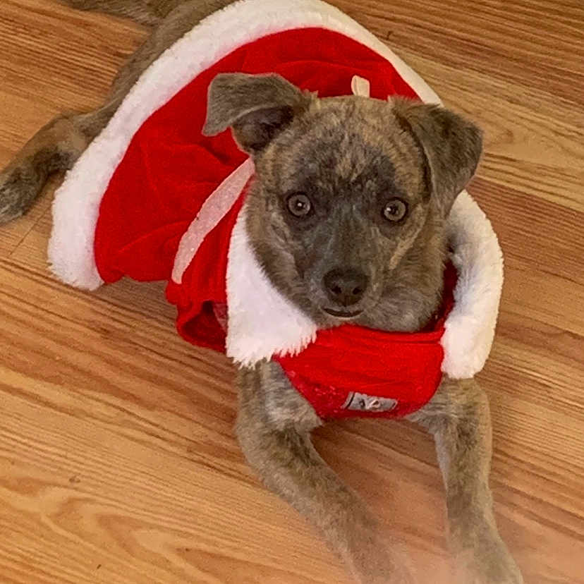 Luci Greene joined the competition — help win amazing prizes! animal, ball, blanket, boxer, bulldog, canine, dog, hardwood, hound, indoors, interiordesign, labradorretriever, pet, pitbull, puppy, sport, tennis, tennisball, towel, wood