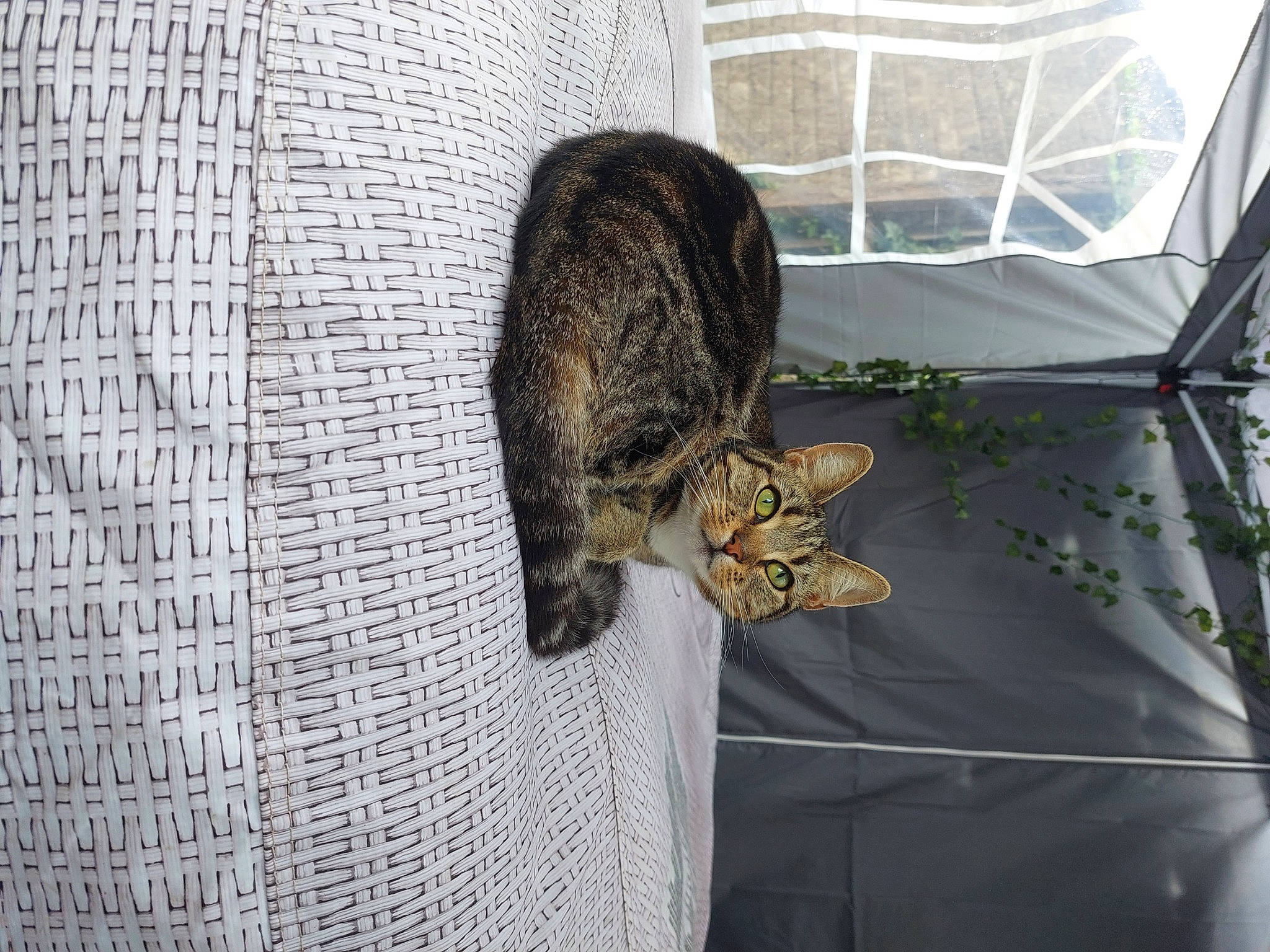 Kiara joined the competition — help win amazing prizes! cage, carnivore, domestic_short_haired_cat, felidae, fur, mammal, mesh, net, pattern, pet_supply, plant, rodent, small_to_medium_sized_cats, tail, terrestrial_animal, tree, trunk, whiskers, wildlife, wood