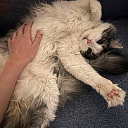 Elliott joined the competition — help win amazing prizes! cat, closeup, couch, cozy, cute, domestic_animal, feline, fluffy, fur, gray, hand, human_hand, indoor, paw, pet, pink_pads, relaxed, resting, stretching, white