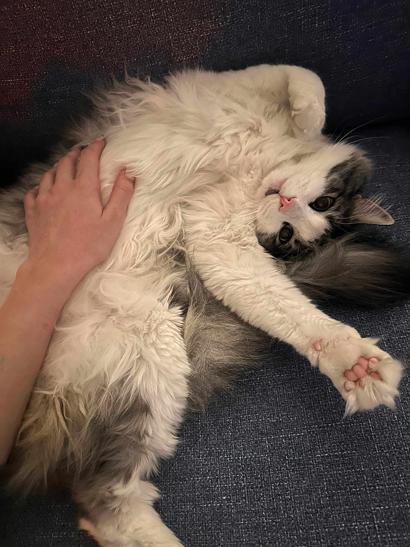 Elliott