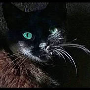 Sweet Pea is registered to the contest to win money with this photo: abyssinian, angora, animal, blackcat, cat, face, head, kitten, manx, nature, night, outdoors, person, pet, photography, portrait, snout