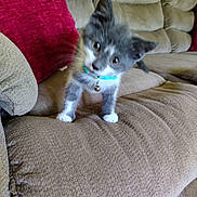 Buddy is registered to the contest to win money with this photo: kitten, cat, gray_cat, white_paws, collar, bell, couch, beige_couch, red_pillow, indoor, pet, feline, curious, young_cat, head_tilt, texture, furniture, cozy, small, animal