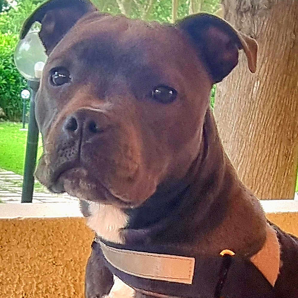 Taya participe au concours pour gagner de l'argent avec cette photo : animal, canine, closeup, companionship, dog, domestic_animal, ears, fur, greenery, guard, harness, leash, mammal, nature, outdoor, pet, portrait, serious, snout, tree