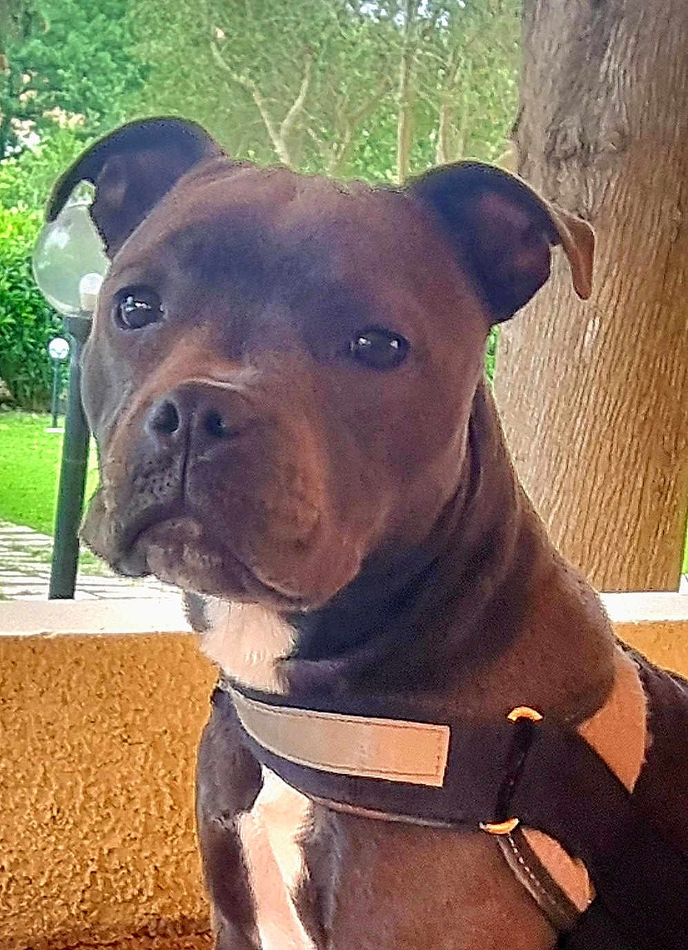 Taya participe au concours pour gagner de l'argent avec cette photo : dog, pet, outdoor, harness, tree, greenery, animal, canine, portrait, closeup, nature, guard, serious, companionship, mammal, leash, domestic_animal, fur, ears, snout