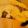 Boubou a rejoint le concours — aidez-le/la à gagner de superbes lots ! cat, sleeping, fluffy, fur, cozy, bed, blanket, indoor, relaxed, pet, cute, resting, whiskers, animal, mammal, tabby, domestic, feline, soft, warm
