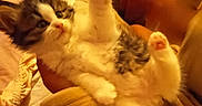 Boubou a rejoint le concours — aidez-le/la à gagner de superbes lots ! kitten, cat, paw, fur, blanket, cozy, indoor, pet, cute, animal, feline, soft, playful, curious, whiskers, claws, resting, young, warm, home